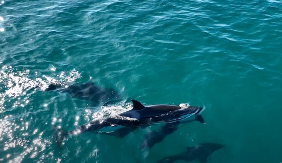 killer whales drown dolphin