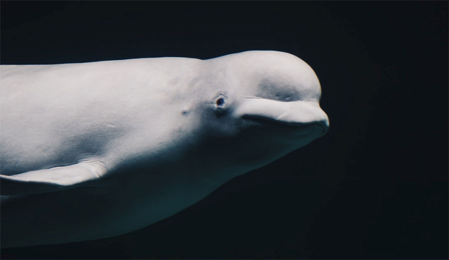 beluga whale