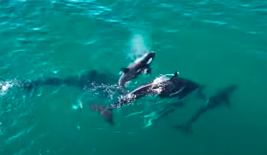 Intense Drone Footage Shows Orcas Capturing Dolphin in the Sea of Cortez