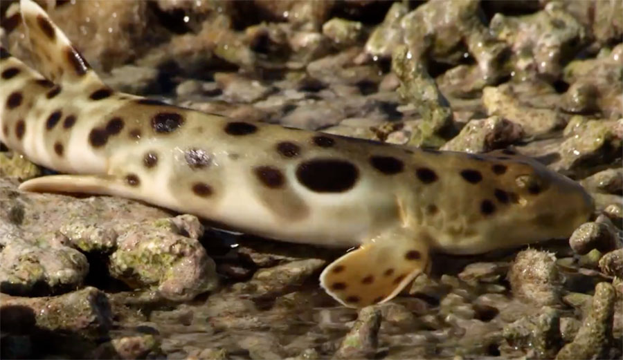 epaulet shark walking on land
