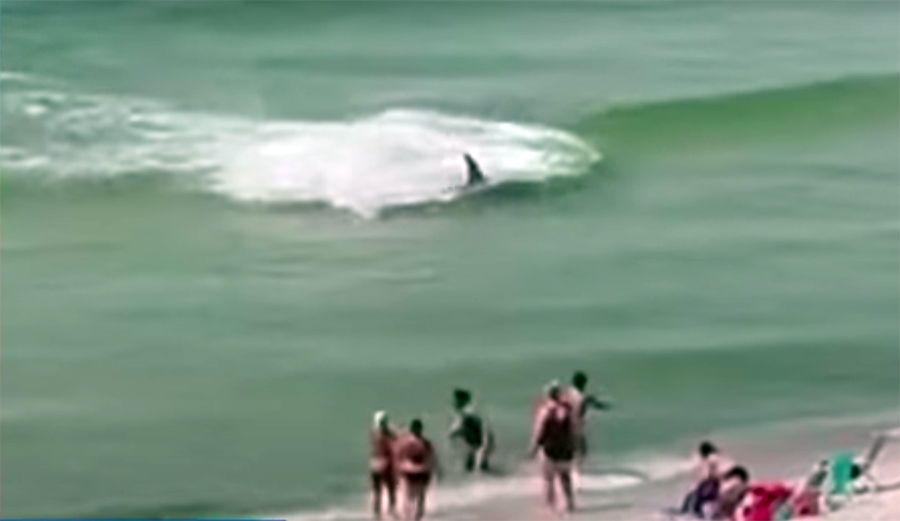 Yes, Sharks Sprint: Hammerhead Gives Beachgoers Biology Lesson Just Feet From Shore