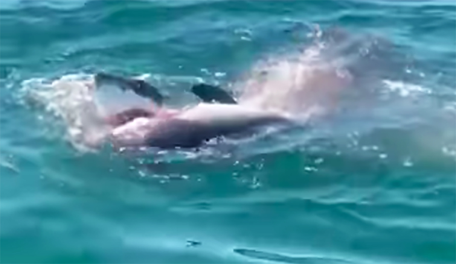 Great White Shark Eating Harbor Porpoise Gives Family Free Biology Lesson