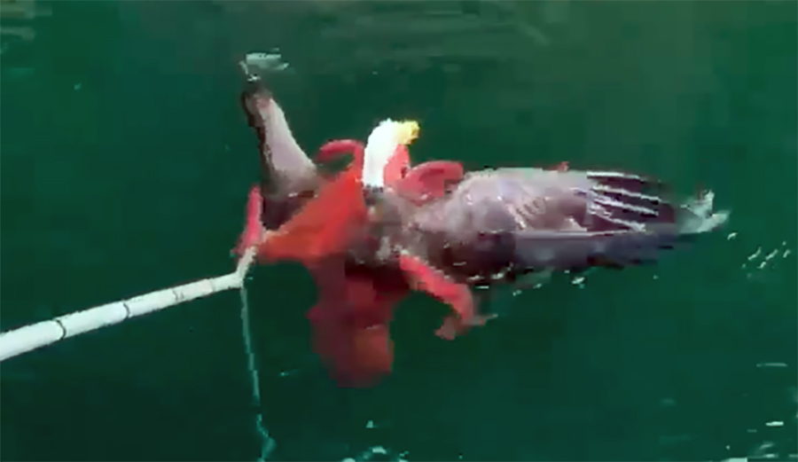 Watch This Crew Save a Bald Eagle From the Clutches of an Octopus