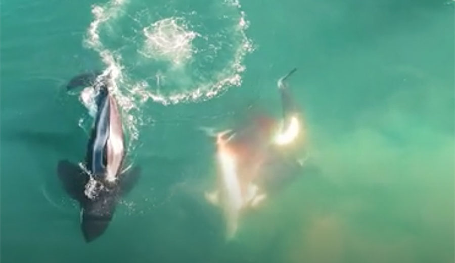 orcas eating great white shark liver