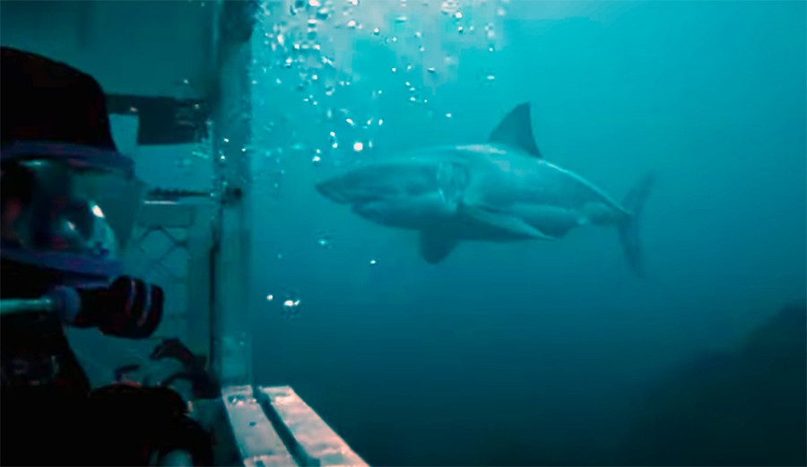 These Divers' Cage Was Knocked Over as Great White Sharks Circled
