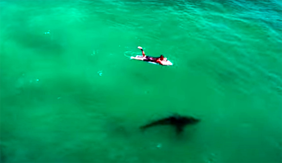 Drone Photographer Explains the Most Unnerving Shark-Surfer Interactions