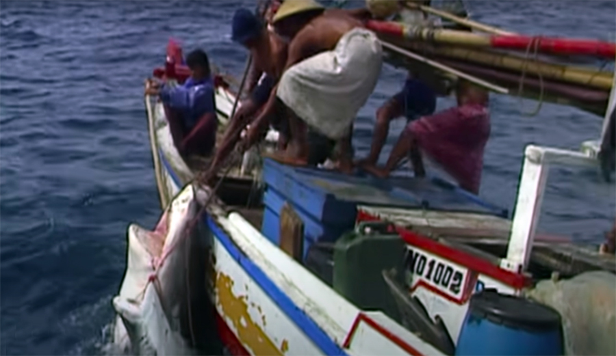 These Indonesian Fishermen Caught an 18-Foot Tiger Shark With Their Bare Hands