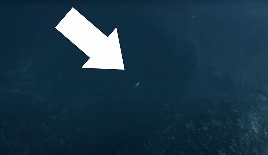 dogtooth tuna spearfishing