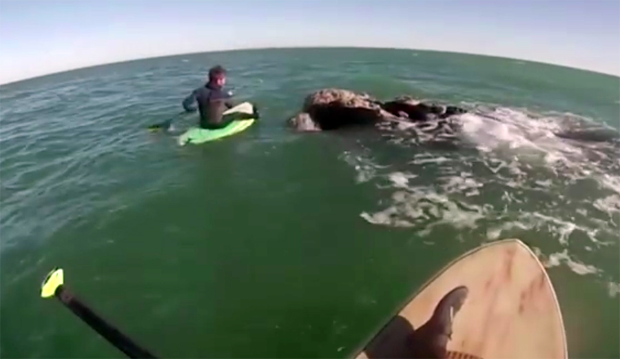 Watch This Whale Knock a Paddler Off His Board
