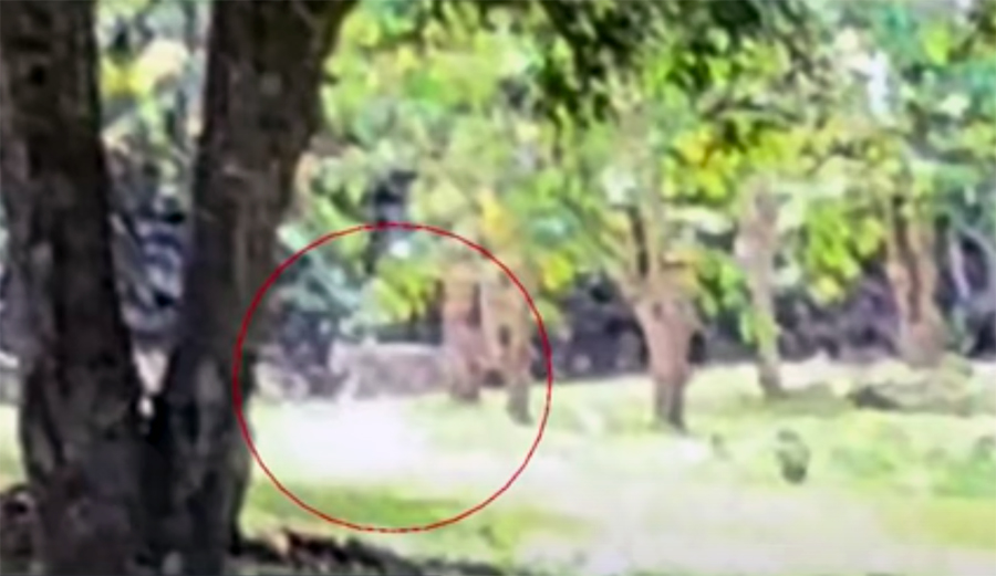 Large Wild Cat Possibly Discovered on Hawaii's Big Island