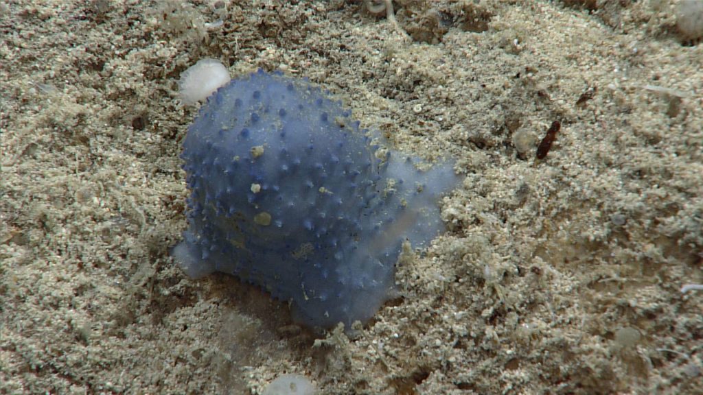 blue goo creature
