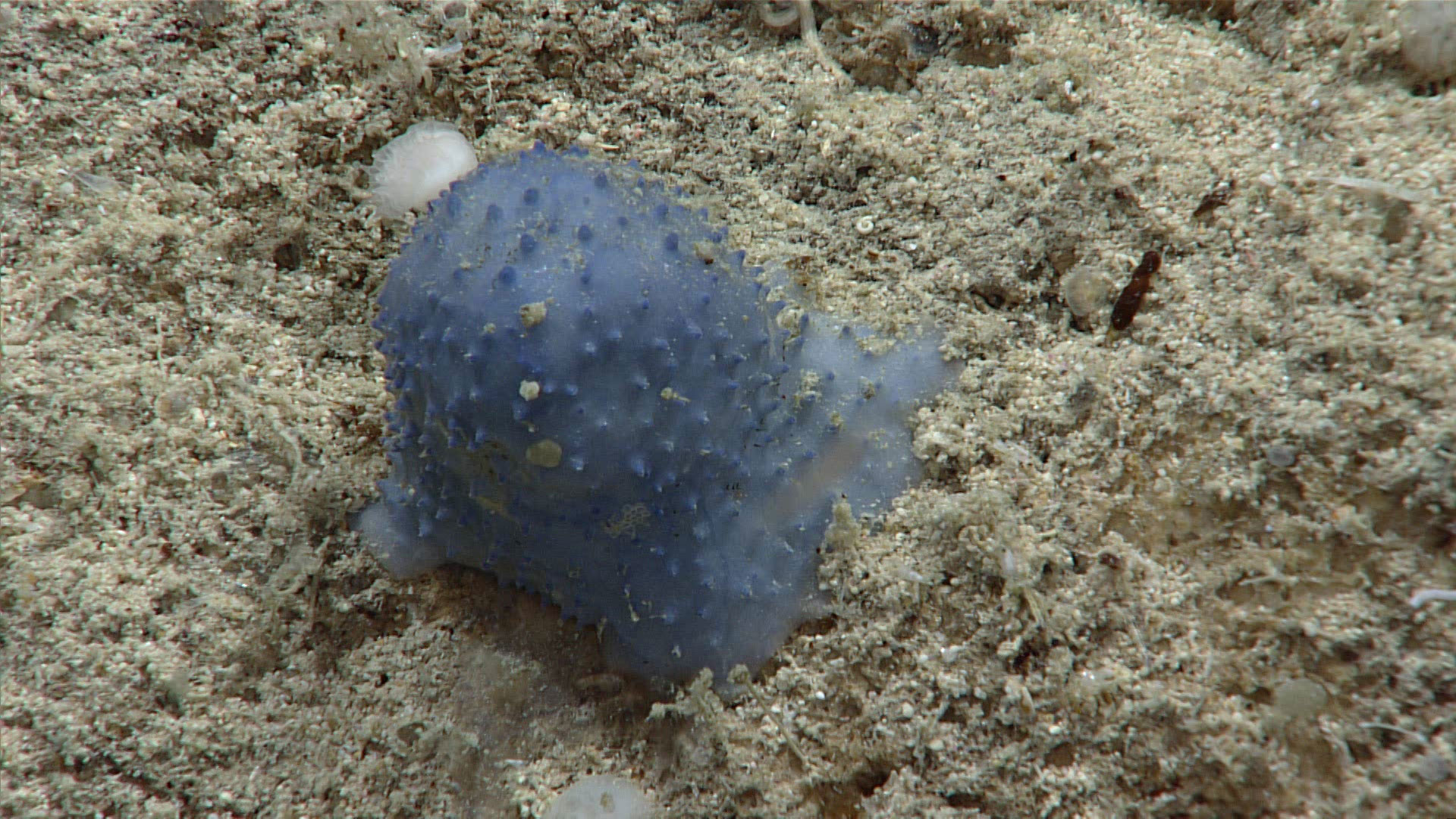blue goo creature