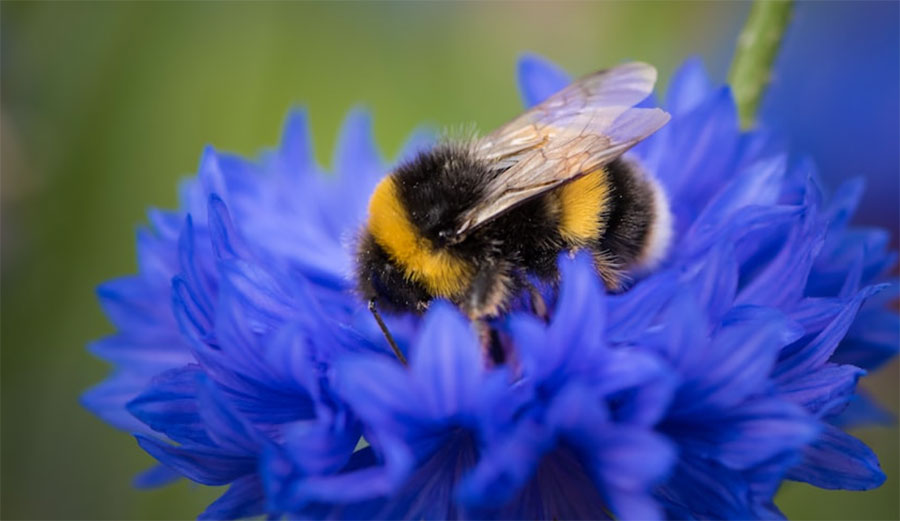 bumblebees on flower