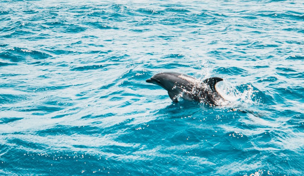 dolphin swimming