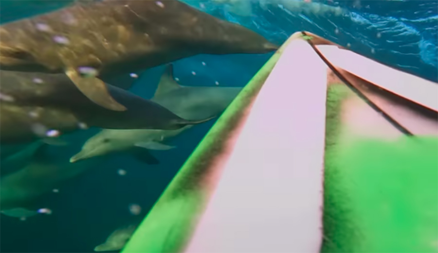 You Have to See Anthony Walsh's View When He Duck Dives