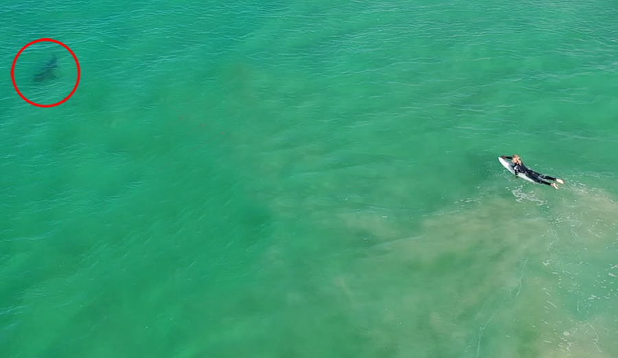 Drone Footage Illustrates How Difficult It Is for Surfers to See Great White Sharks