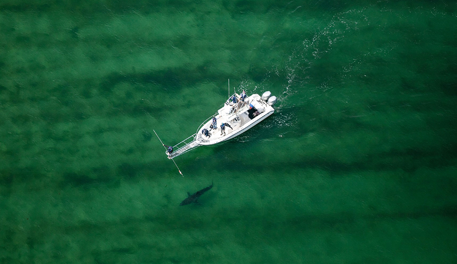 Watch: This Is What Tagging Great White Sharks For Research Looks Like