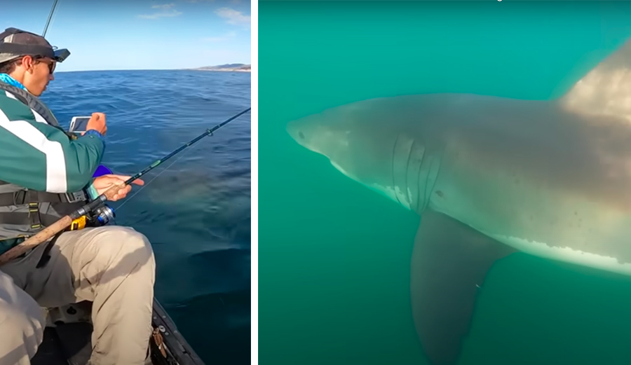 Check Out the Size of This Great White Shark as It Circles a Kayak Fisherman