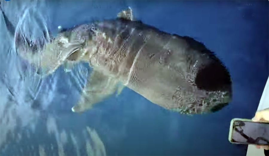 Fishermen reportedly spotted an extremely rare breed of shark 30 miles off the San Diego Coast. A pair of megamouth sharks were caught on camera.