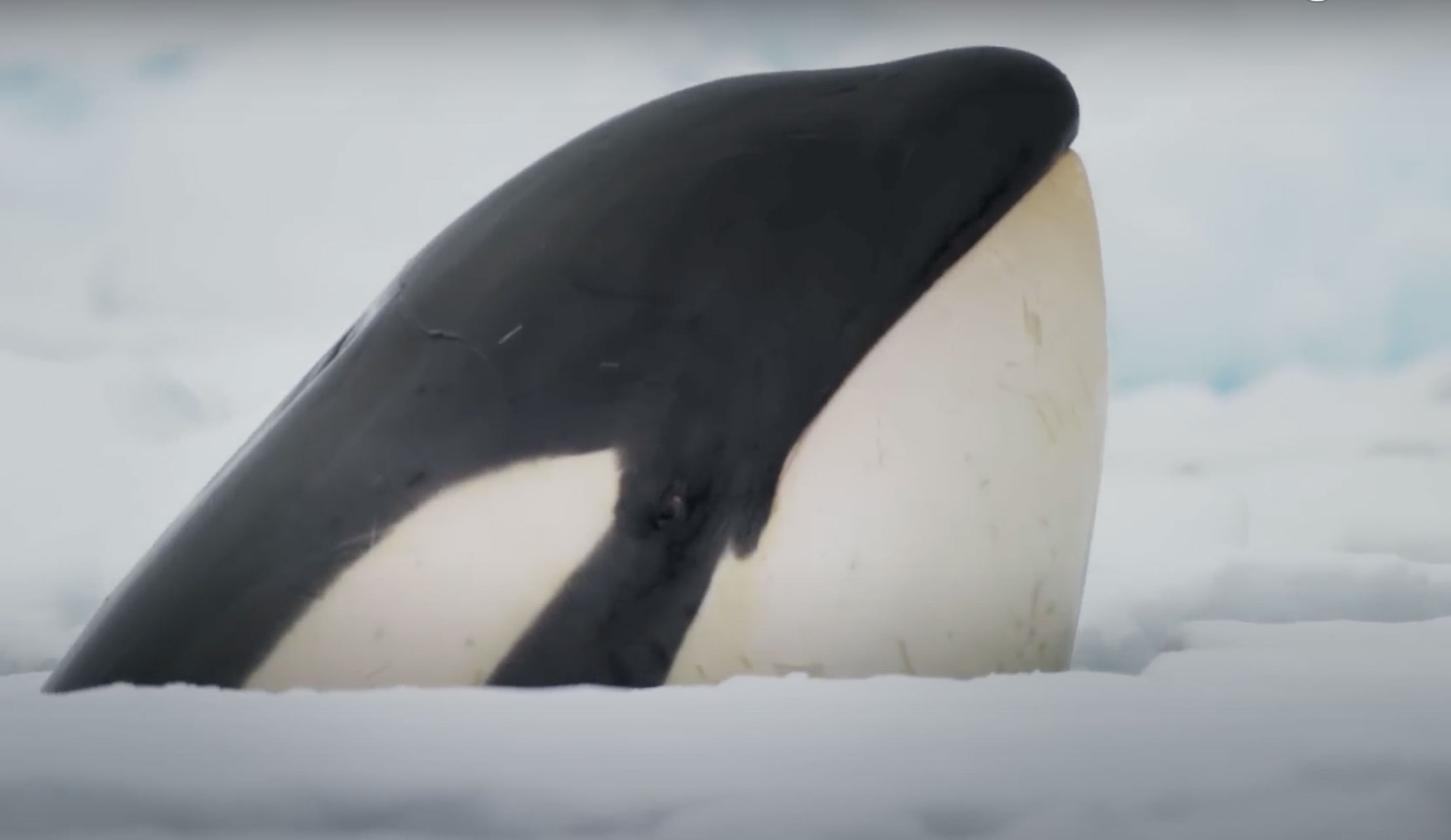 orca hunting in Frozen Planet II