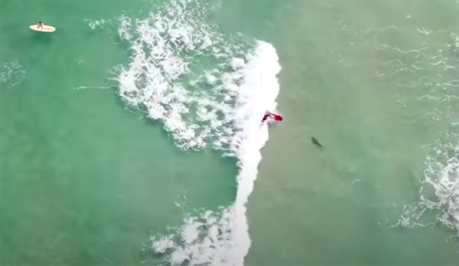 Drone Captures Surfer Falling on Shark