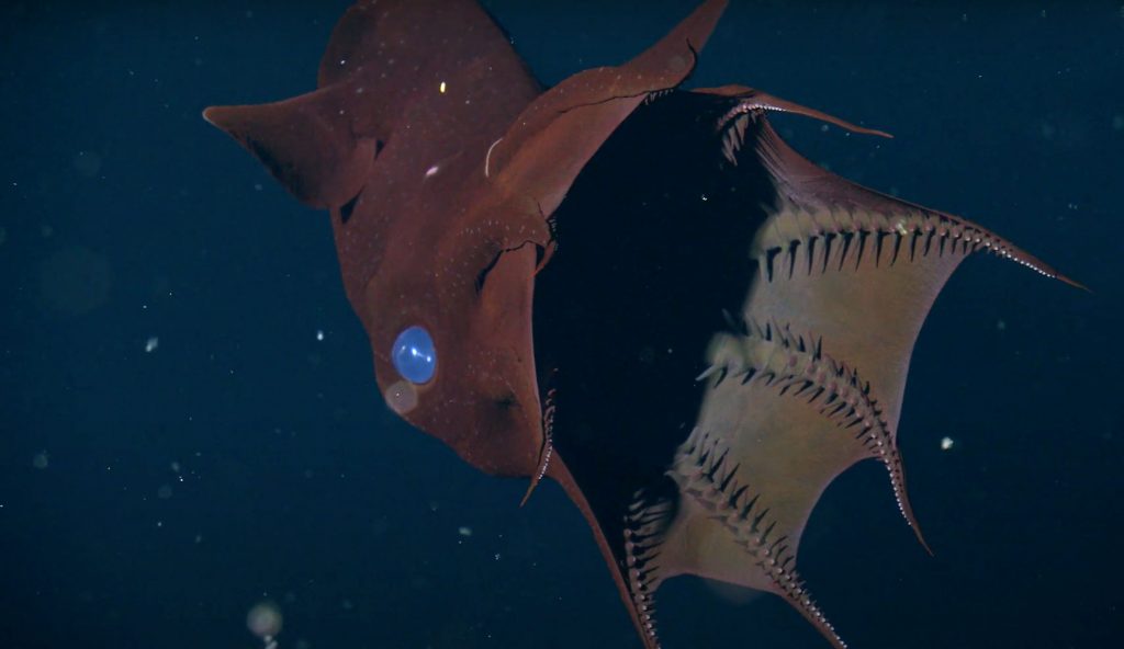 deep sea vampire squid