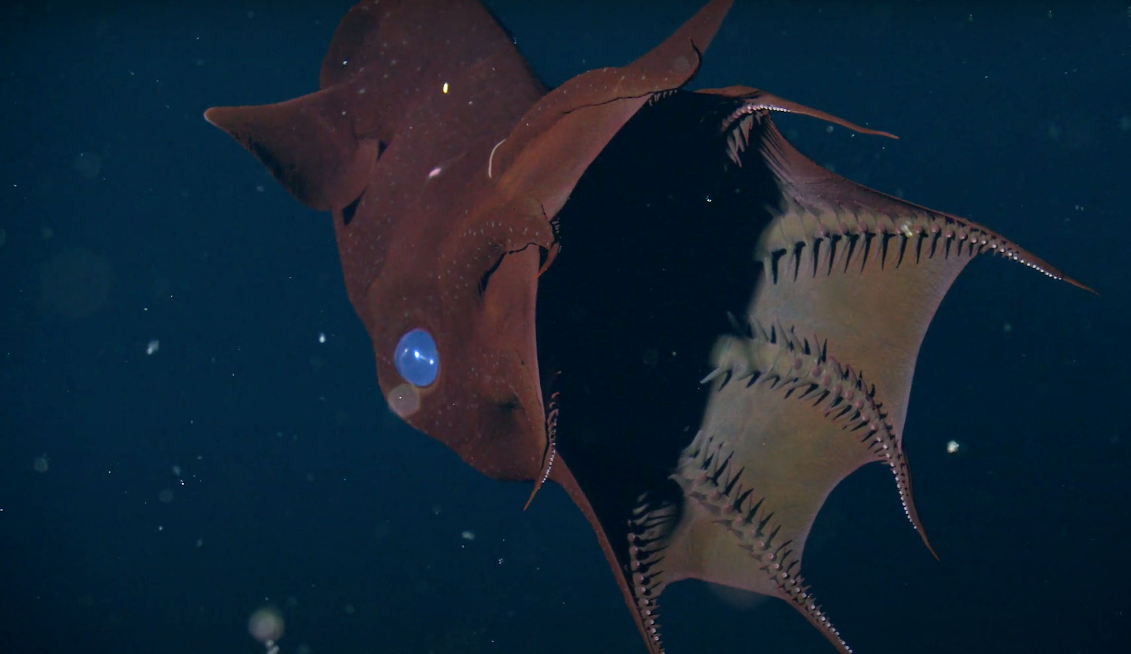 deep sea vampire squid