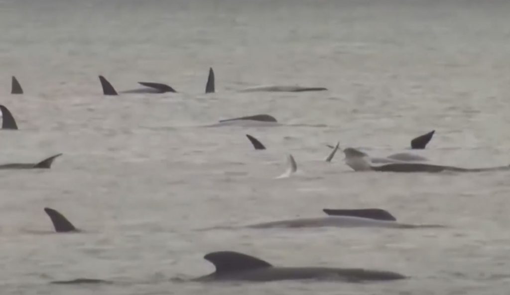 pilot whales in Tasmania