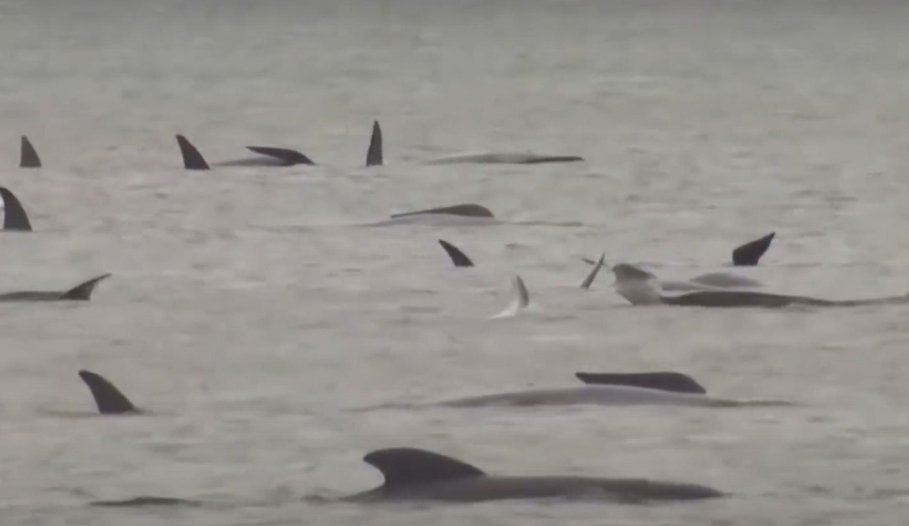 pilot whales in Tasmania