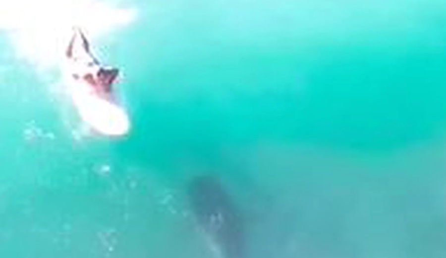 shark spotted among surfers on Oahu
