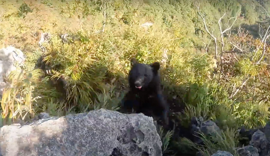 angry bear in Japan
