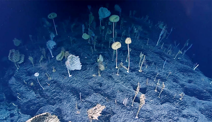 deep sea researchers find Forest of the Weird