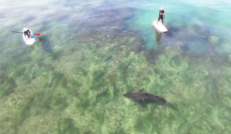 great white shark in california