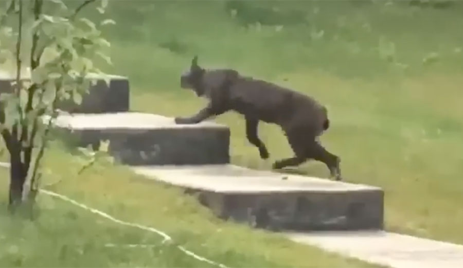 black Canada lynx