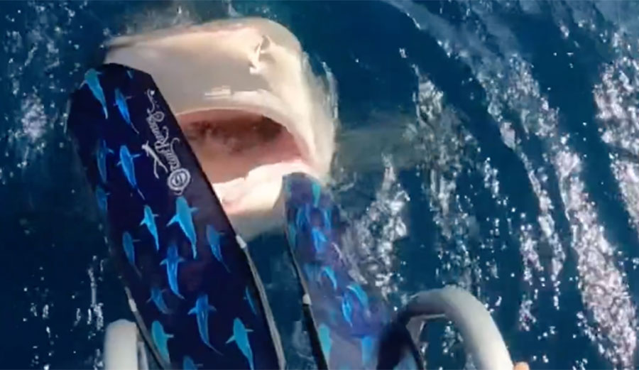 Ocean Ramsey shark diving