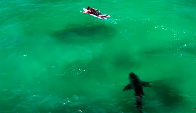 Surfer Talks About Close Encounter With Great White Shark