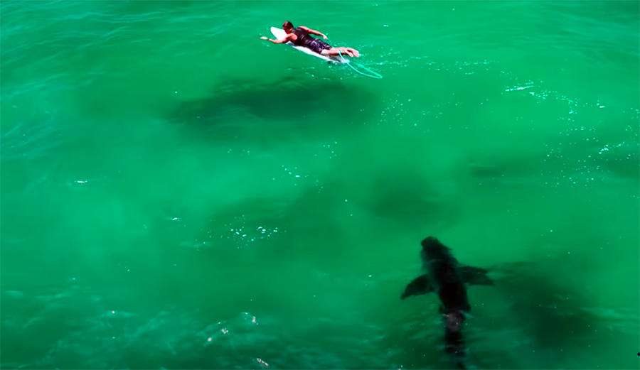Surfer Talks About Close Encounter With Great White Shark