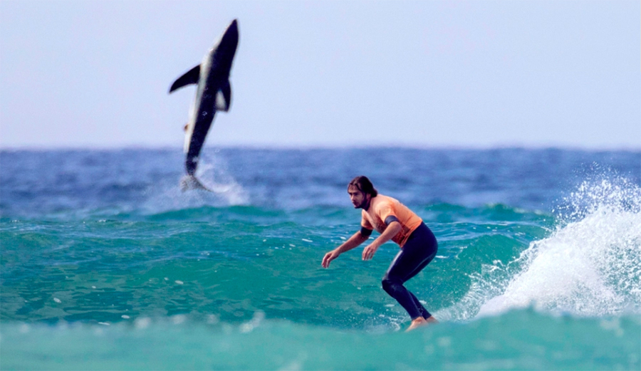Great White Shark Breaches at San Onofre During Surf Competition