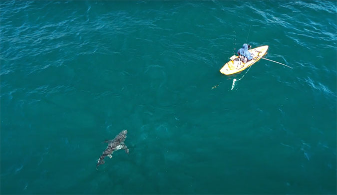 great white sharks by kayakers