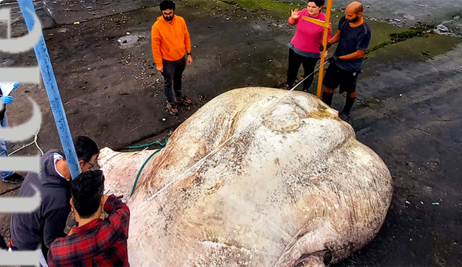 giant sunfish in the Azores