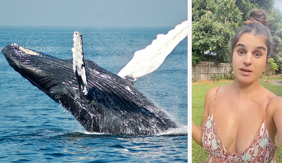 TikTok user finds whale penis