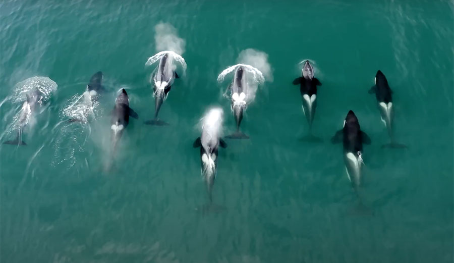 Orca spotted in wild