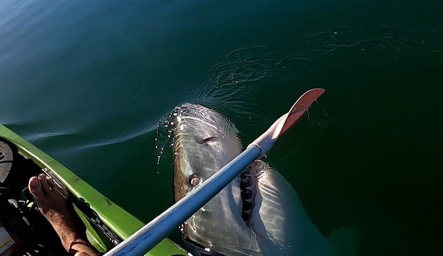 Great White Shark takes a swipe at a kayaker's paddle