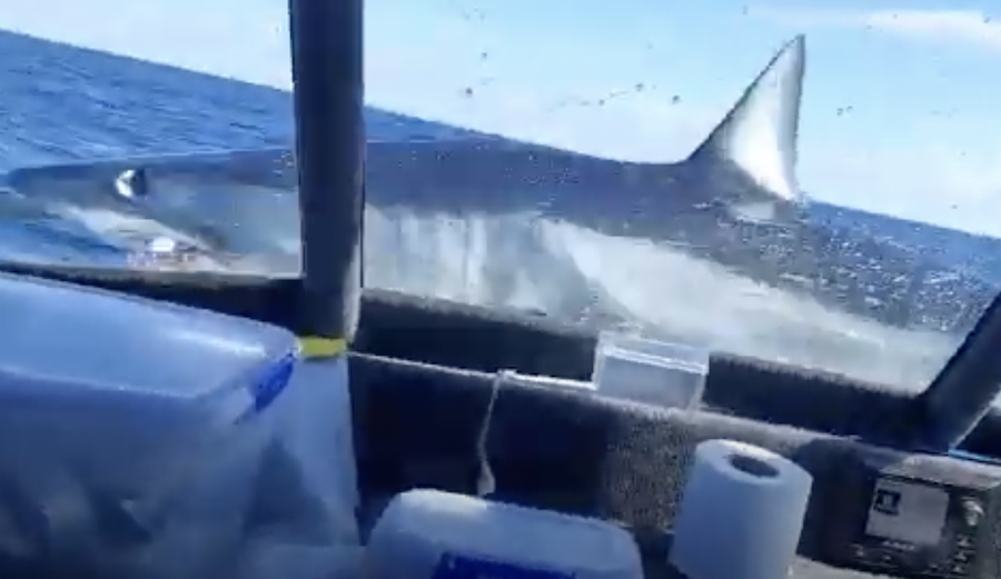 Mako Shark Jumps Onto Boat