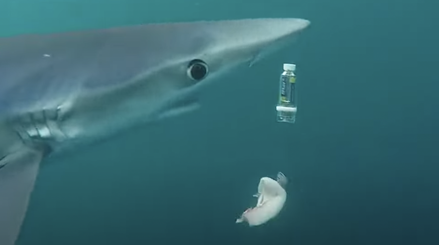 sharkguard