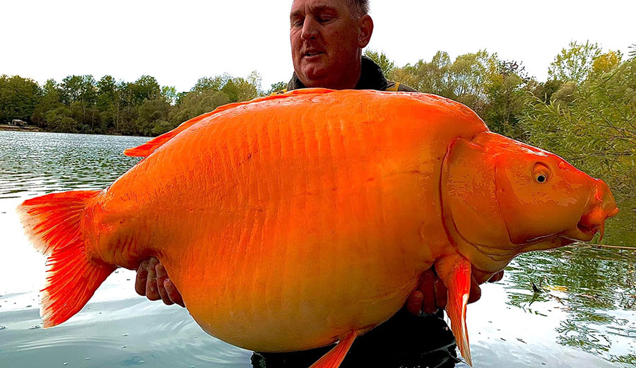 Carrot the Goldfish