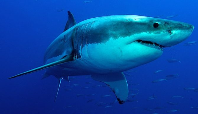 great white shark