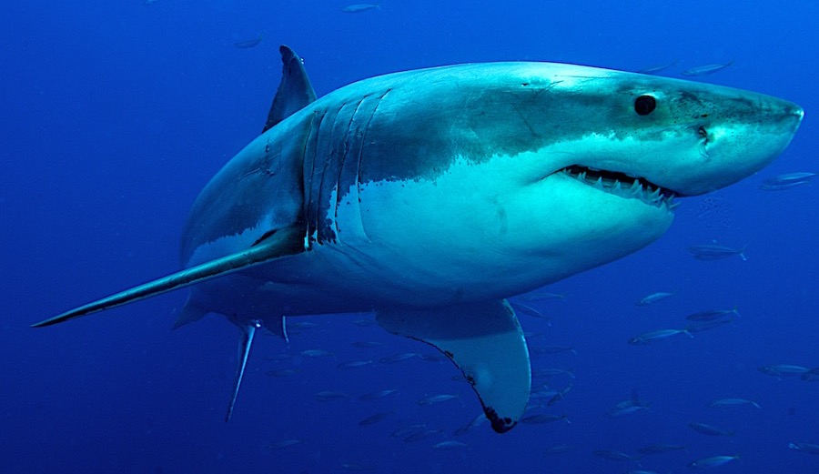 great white shark
