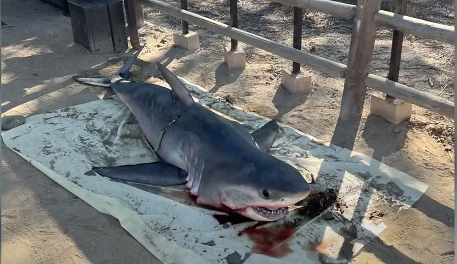 dead great white shark at Torrey Pines, San Diego