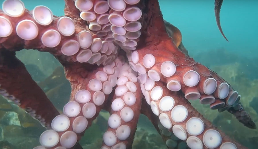 Diver hugged by octopus